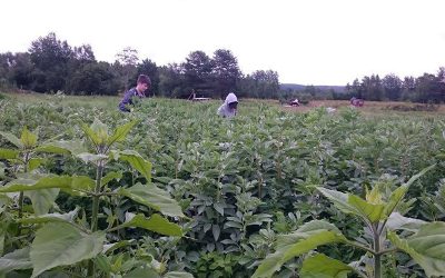 Sollefteå kommun köper jordbruk