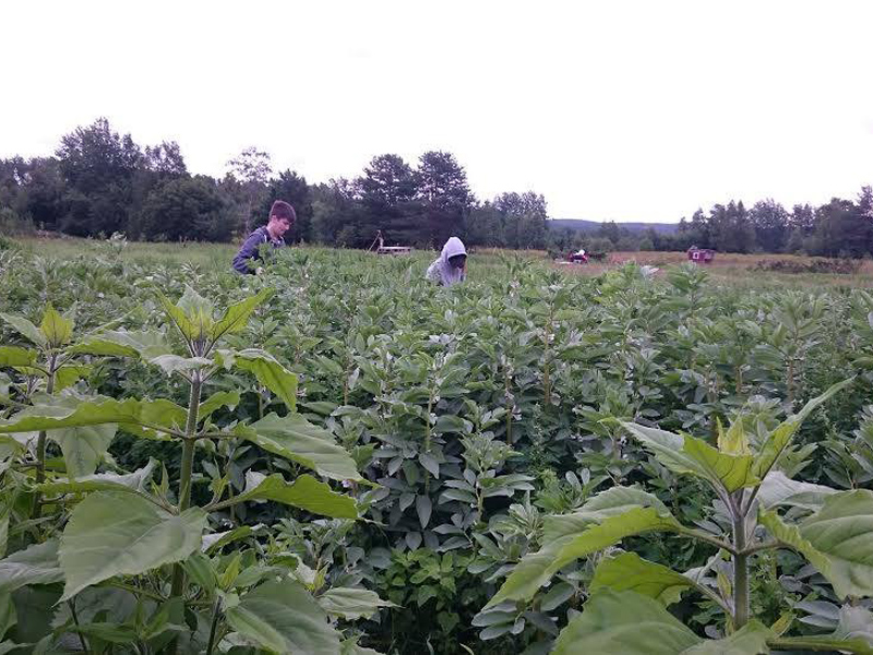 Sollefteå kommun köper jordbruk