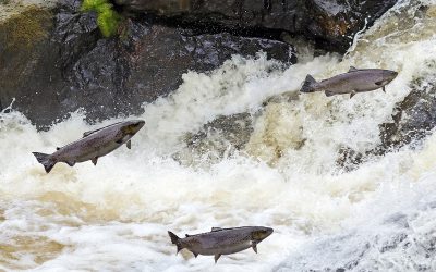 Uppåt och neråt för svensk mat