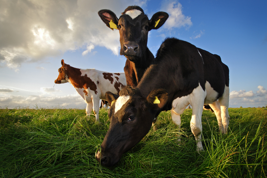 Arla satsar på att bli klimatneutralt