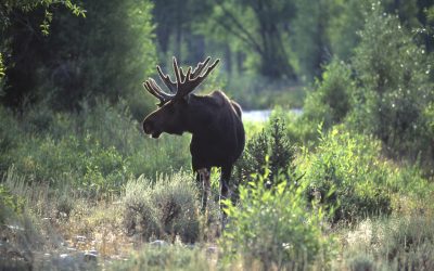 Luleå satsar på närproducerat