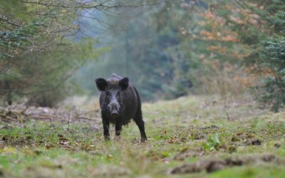 Jägare skänker mat till seniorer