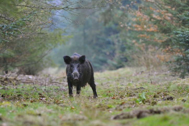 Jägare skänker mat till seniorer