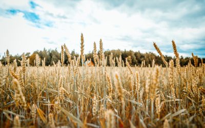 Ny rapport om jordbrukets klimatpåverkan