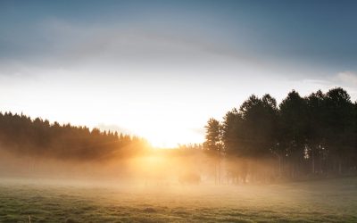 Svenskmärkning och KRAV i “svekologiskt” samarbete