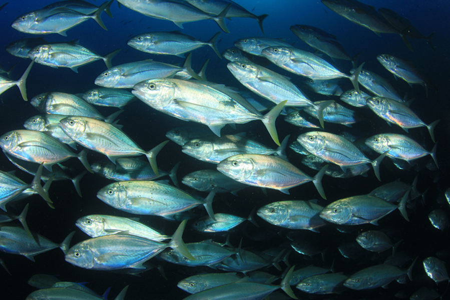 Tonfisk på väg mot återhämtning