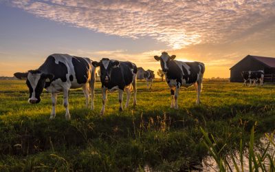 Kött från egna djur till Sörmlands patienter