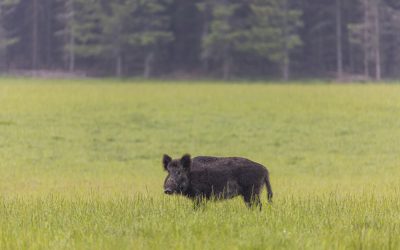 Norrtälje ordnar vildsvinsvecka