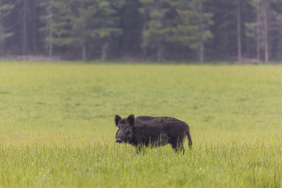 Norrtälje ordnar vildsvinsvecka