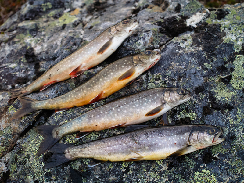 Uppåt för sötvattensfisk i WWF Fiskguiden